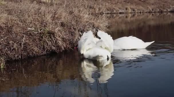 Couple Swans Blue Lake Water — Stock Video