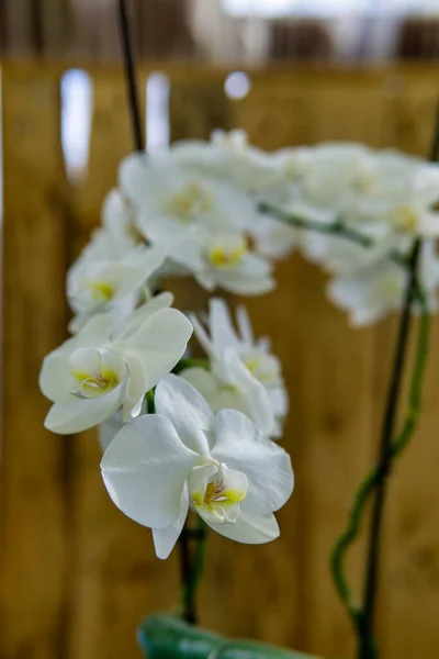 Beautiful Pestle Orchid House Flora Blooming Orchid Close Beautiful Plant — Stock Photo, Image