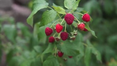 Böğürtlenli ahududu. Yazın ahududu çalısı. Taze ahududu.