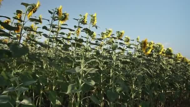 Соняшники Полі Красиві Поля Соняшниками Влітку — стокове відео