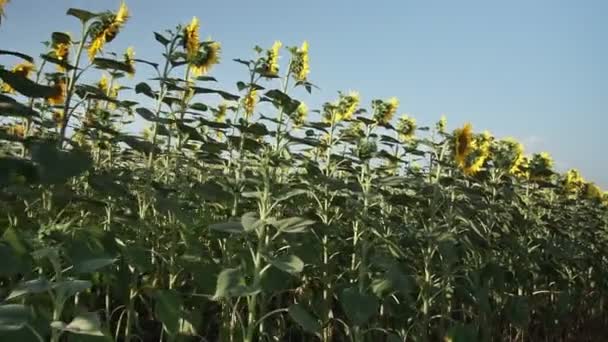 Zonnebloemen Het Veld Prachtige Velden Met Zonnebloemen Zomer — Stockvideo