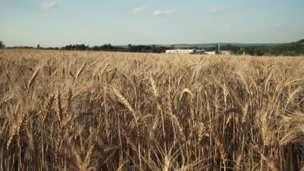 Pšeničné Pole Zlaté Uši Pšenice Poli Pozadí Dozrávajících Uší Lučního — Stock video