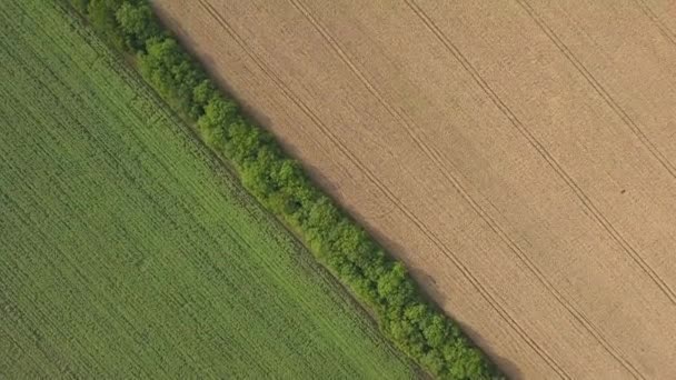 Vista Aérea Del Campo Trigo Pistas Desde Tractor Hermosa Textura — Vídeos de Stock