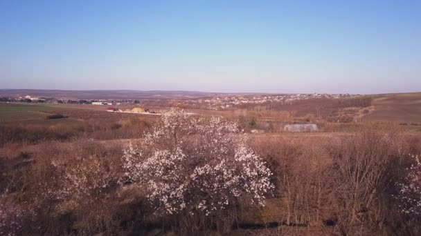 Aérea Volando Sobre Huerto Frutas Con Cerezos Plena Floración — Vídeos de Stock
