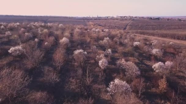 Aerial Πετώντας Πάνω Από Οπωροφόρα Δέντρα Κερασιές Πλήρη Άνθιση — Αρχείο Βίντεο