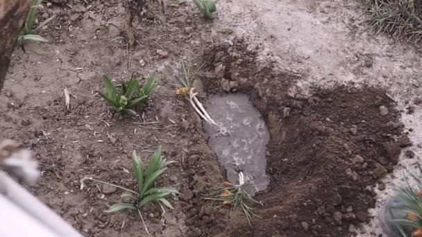 정원에 가꾸는 화단에 토양에 피우는 식물을 합니다 — 비디오