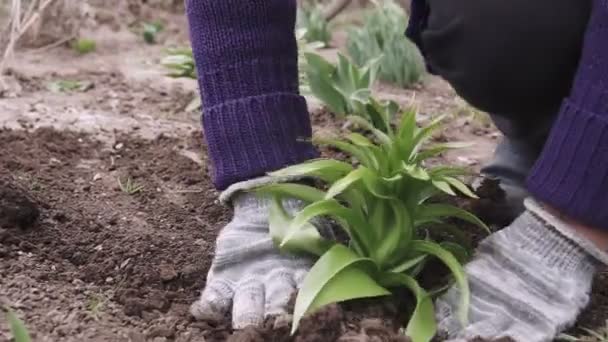 女人在花园里种花 女园丁将开花植物移植到花坛上的土壤中 春天公园的景观美化 — 图库视频影像