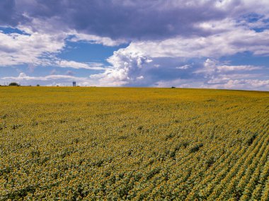 Mavi bulutsuz gökyüzü ile çiçeklenen sarı ayçiçeği tarlasının üzerinde uçan hava. Mavi gökyüzünün altında beyaz kabarık bulutlu ayçiçeği tarlası. Ekolojik konsept için harika dron fotoğrafı