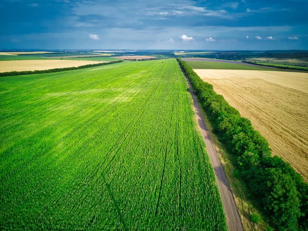 Latanie Lotnicze Nad Kwitnącym Żółtym Polem Słoneczników Niebieskim Bezchmurnym Niebem — Zdjęcie stockowe