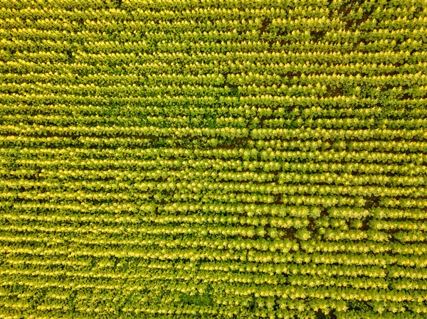 Büyük bir ayçiçeği tarlasının havadan görünüşü güzel bir altın renkle çiçek açıyor..