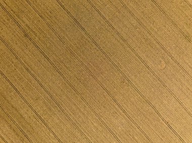 Buğday tarlasının havadan görünüşü ve traktörün izleri. Güzel tarım dokusu ya da yaz tarım arazisinin arka planı. Yukarıdan buğday çiftliği.