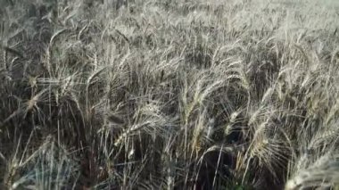 Buğday tarlası. Tarlada altın buğday kulakları. Olgunlaşan çayırlık buğday tarlalarının arka planı. Zengin hasat kavramı