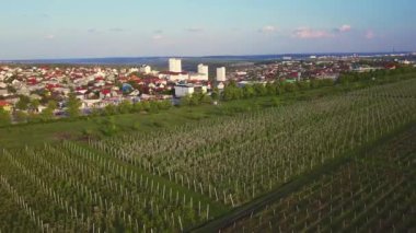 Havadan doğa videosu. Bahar elma bahçesi üzerinde Uçuş.