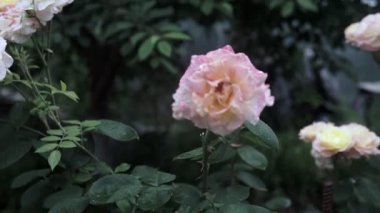 Beyaz gül çiçeği hd video görüntüleri.beyaz Çiçek bahçede yakın. Doğa arka plan ile parlak beyaz çiçek yakın.