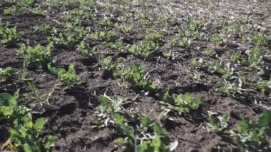 İlkbaharda kolza tarlası. Yeşil tecavüz sahada. bahar tarlası.