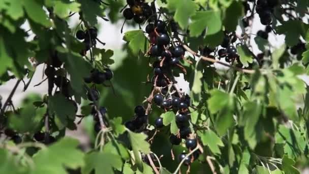 一串黑醋栗在灌木丛中 一串黑醋栗在灌木丛中 黑醋栗枝条在风中摇曳 — 图库视频影像