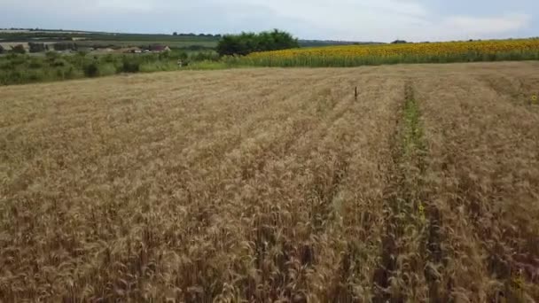 広大な黄色の小麦畑の上を飛ぶ コーンフィールド上空へ ドローンビュー — ストック動画