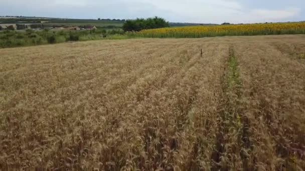 Flying Close Vast Yellow Wheat Field Flight Cornfield Drone View — Stock Video