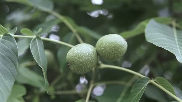 Noix Dans Peau Sur Branche Noix Vertes Sur Branche Arbre — Video