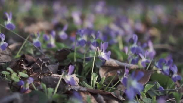 Mooie Vioolbloemen Bloeien Het Voorjaar Het Bos — Stockvideo