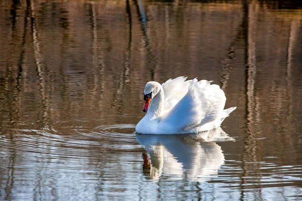 Профиль Белого Лебедя Голубом Туманном Озере — стоковое фото