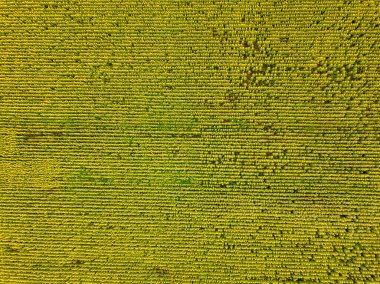 Büyük bir ayçiçeği tarlasının havadan görünüşü güzel bir altın renkle çiçek açıyor..