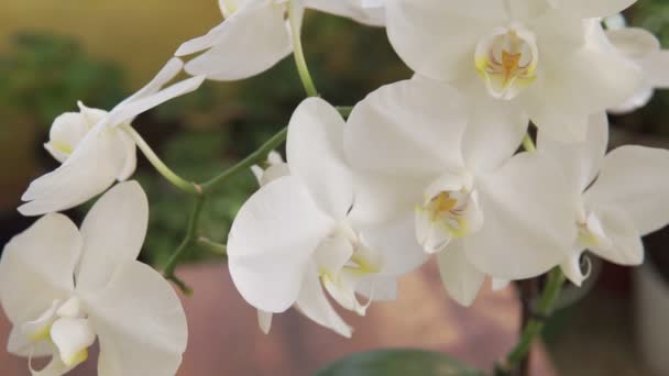 Belo Pilão Orquídea Flora Casa Orquídea Florescente Close Bela Planta — Vídeo de Stock