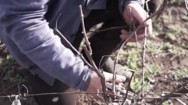 Bahar budama sarmaşığı eski bir makas. Üzüm bağı. Kapat.