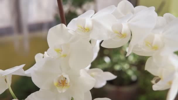 Vacker Orkidé Hus Flora Blommande Orkidé Närbild Vacker Växt Hemma — Stockvideo