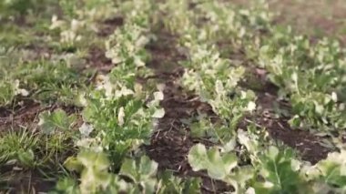 İlkbaharda kolza tarlası. Yeşil tecavüz sahada. bahar tarlası.
