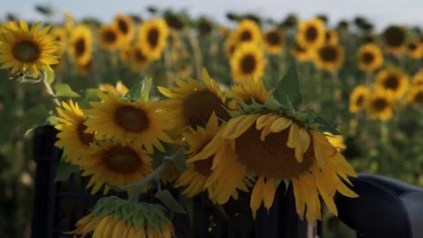 Kvinna Hatt Och Vit Klänning Med Cykel Går Genom Pollen — Stockvideo