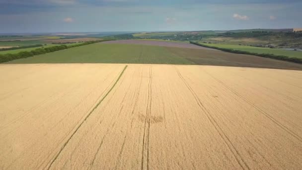 Grüne Felder Luftaufnahme Vor Der Ernte Sommer — Stockvideo