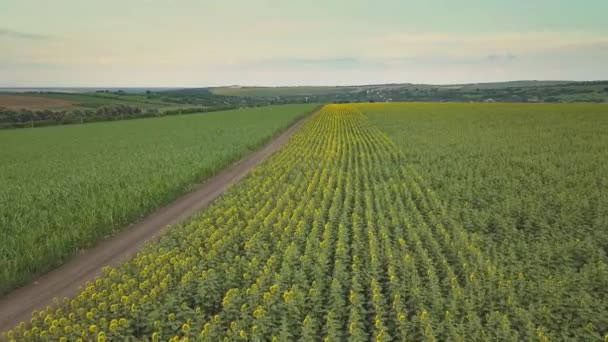 Vuelo Aéreo Sobre Campo Girasoles Amarillos Florecientes Con Cielo Azul — Vídeo de stock