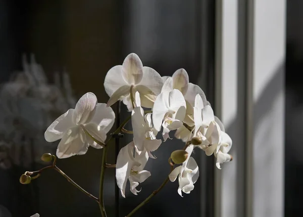 Krásná Palička Orchideje Dům Flóry Kvetoucí Orchidej Zblízka Krásná Kytka — Stock fotografie