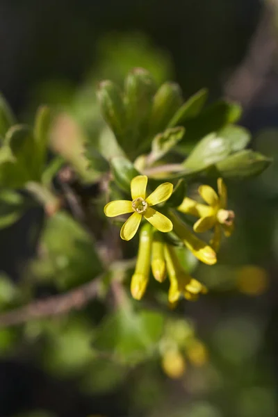 Flores Amarillas Hojas Verdes Grosella Negra Día Soleado Cerca —  Fotos de Stock