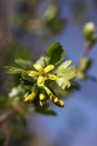 Flores Amarillas Hojas Verdes Grosella Negra Día Soleado Cerca —  Fotos de Stock