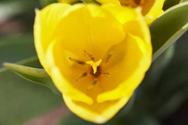 Bud Sárga Tulipán Close Lehet Használni Mint Háttér — Stock Fotó