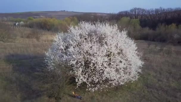 Aérea Volando Sobre Cerezo Frutas Plena Floración — Vídeos de Stock