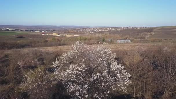 満開の桜の木と果樹園を飛び越える — ストック動画