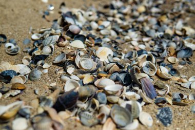 arka plan olarak kum üzerinde deniz kabukları