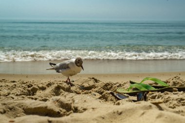 Deniz kıyısına karşı martı portresi. Sahilde oturan beyaz kuş martısının yakın görüntüsü. Doğal su ve kum arka planına sahip vahşi martı..