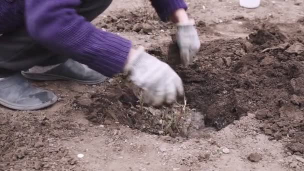 Kvinnan Planterar Blommor Trädgården Kvinnliga Trädgårdsmästare Transplantera Blommande Växter Jord — Stockvideo