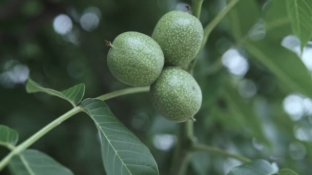 Nuez Cáscara Rama Nueces Verdes Rama Del Árbol Jardín Nueces — Vídeo de stock