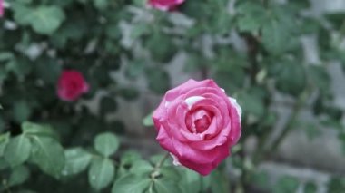 Güzel pembe gül çiçek gül bahçesinde