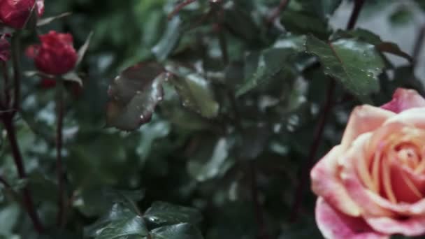 Όμορφη Ροζ Τριαντάφυλλα Ανθίσουν Στον Κήπο Τριανταφυλλιές — Αρχείο Βίντεο