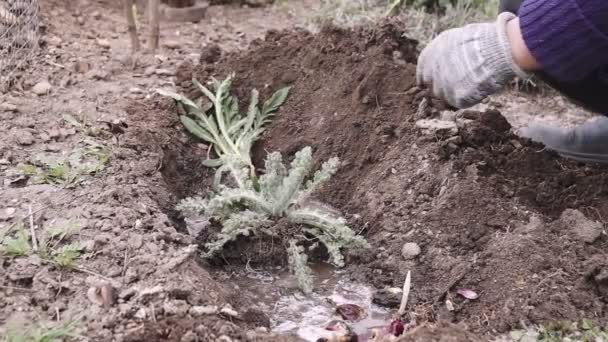 Mujer Plantando Flores Jardín Jardinero Femenino Trasplantando Plantas Con Flores — Vídeos de Stock