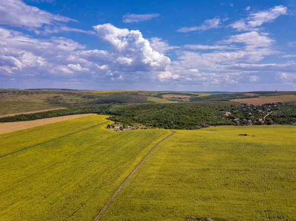 Vliegtuig Vliegen Bloeiende Gele Zonnebloemen Veld Met Blauwe Wolkenloze Hemel — Stockfoto