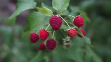 Böğürtlenli ahududu. Yazın ahududu çalısı. Taze ahududu.