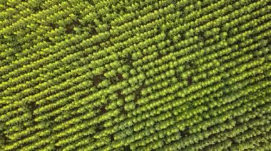 Büyük bir ayçiçeği tarlasının havadan görünüşü güzel bir altın renkle çiçek açıyor. Üst Manzara. 4k.