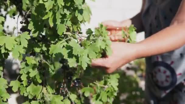 女性の手はボウルに黒スグリの果実を選ぶ — ストック動画